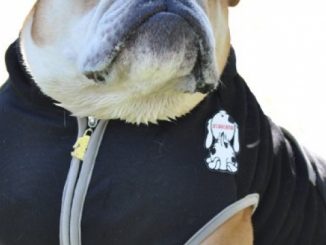 Dog Hoodie, Black Bulldog Large