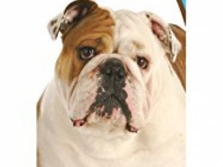 Healthy Breeds 1063-buld-001 Bulldog Bright Whitening Shampoo, One Size/12 oz