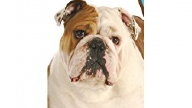 Healthy Breeds 1063-buld-001 Bulldog Bright Whitening Shampoo, One Size/12 oz