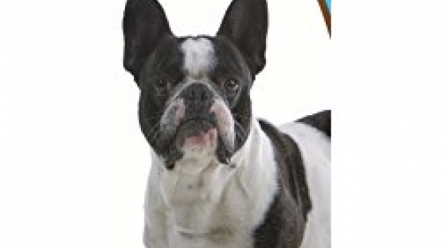 Healthy Breeds 1063-frbu-001 French Bulldog Bright Whitening Shampoo, One Size/12 oz