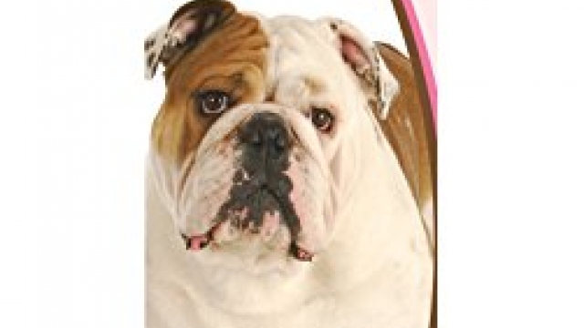 Healthy Breeds 1057-buld-001 Bulldog Deodorizing Shampoo, One Size/16 oz