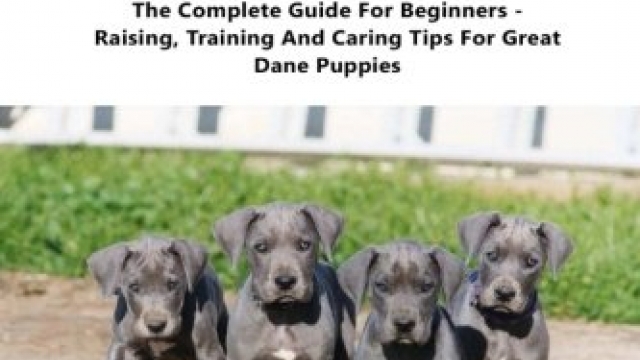 Great Dane Puppy Care & Training: The Complete Guide for Beginners – Raising, Training and Caring Tips for Great Dane Puppies!
