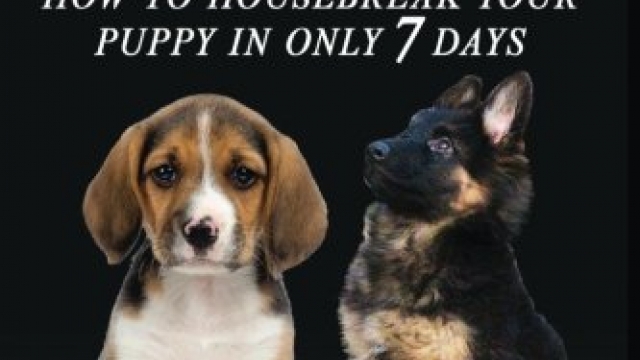 Puppy training 2: How to housebreak your puppy in only 7 days