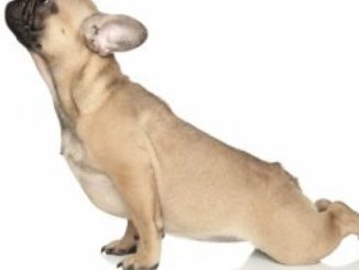 French Bulldog Training Guide. French Bulldog Training Book Includes: French Bulldog Socializing, Housetraining, Obedience Training, Behavioral Training, Cues & Commands and More