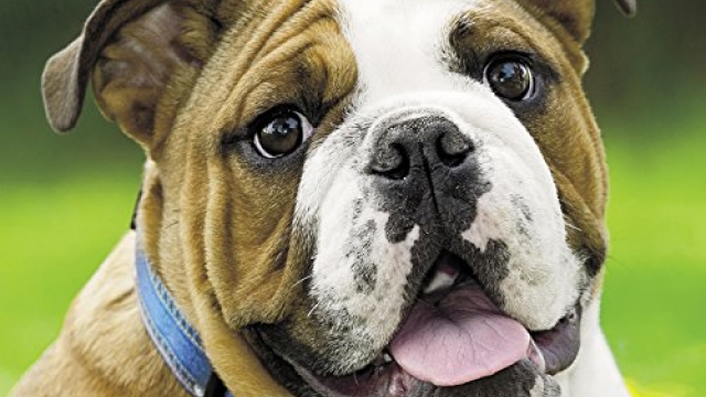 Just Bulldogs 2018 Wall Calendar (Dog Breed Calendar)