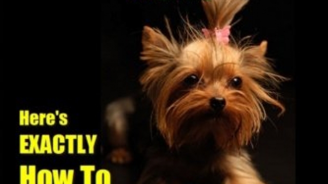 Yorkie, Yorkie Dog, Yorkie Training | Think Like a Dog, But Don’t Eat Your Poop! | Yorkie Breed Expert Training |: Here’s EXACTLY How To TRAIN Your YORKIE (Volume 1)