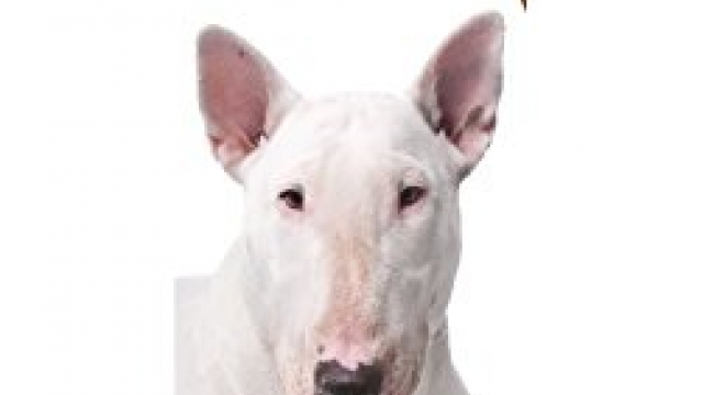 Healthy Breeds 1053-bter-001 Bull Terrier Hypoallergenic Shampoo, One Size/16 oz Reviews