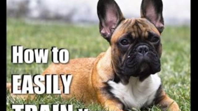 French Bulldog Training | Dog Training with the No BRAINER Dog TRAINER ~  We Make it THAT Easy!: How To EASILY TRAIN Your French Bulldog (Volume 1) Reviews