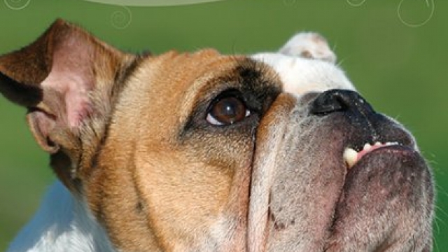 Bulldog (DogLife: Lifelong Care for Your Dog™) Reviews