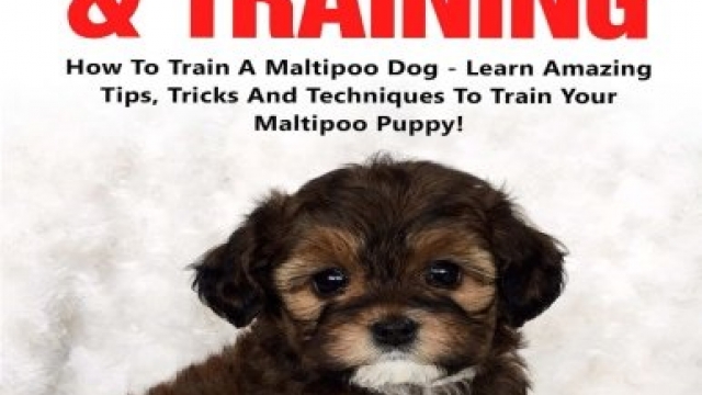 Maltipoo Care & Training: How To Train A Maltipoo Dog – Learn Amazing Tip, Tricks And Tenchiques To Train Your Maltipoo (Puppy Training, Dog Training, Dog Care)