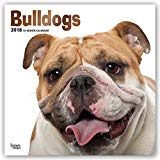 Bulldogs 2018 12 x 12 Inch Monthly Square Wall Calendar with Foil Stamped Cover, Animals Dog Breeds Terriers (Multilingual Edition)