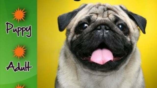 PetPugDog’s GIANT Book of Pug Care