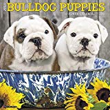 Just Bulldog Puppies 2018 Wall Calendar (Dog Breed Calendar)