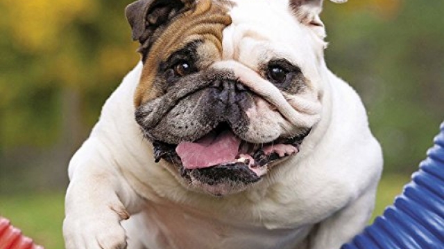 Just Bulldogs 2019 Box Calendar (Dog Breed Calendar)