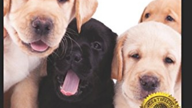 Labrador Retriever: Complete Puppy Care & Training