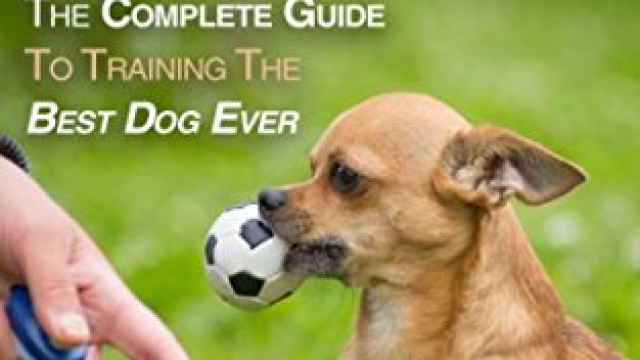 Chihuahua Training: The Complete Guide To Training the Best Dog Ever