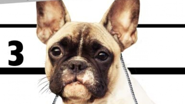 2019-2020 Weekly Planner – Most Wanted French Bulldog (French Bull Dog): Daily Diary Monthly Yearly Calendar Large 8.5″ x 11″ Schedule Journal … (Dog Planners 2019-2020) (Volume 28)