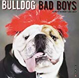 Bulldog Bad Boys Mini 2019 Wall Calendar (Dog Breed Calendar)