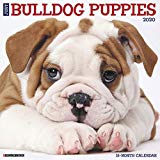 Just Bulldog Puppies 2020 Calendar