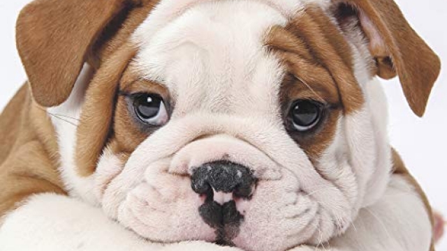 Just Bulldog Puppies 2020 Calendar