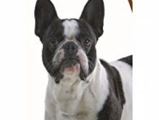 Healthy Breeds Dog Oatmeal Shampoo with Aloe for French Bulldog – Over 75 Breeds – 16 oz – Mild and Gentle for Itchy, Scaling, Sensitive Skin – Hypoallergenic Formula and pH Balanced Reviews