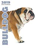 Bulldog 2019 Dog Calendar