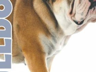 Bulldog 2019 Dog Calendar