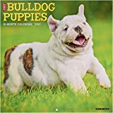 Just Bulldog Puppies 2019 Wall Calendar (Dog Breed Calendar)