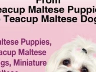 Teacup Maltese And Teacup Maltese Dogs: From Teacup Maltese Puppies to Teacup Maltese Dogs Includes: Maltese Puppies, Teacup Maltese Dogs, Miniature Maltese, Temperament, Care, & More! Reviews