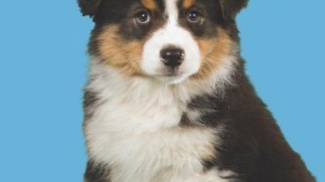 Australian Shepherds (Barron’s Dog Bibles)