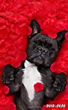 2019-2020: Nifty French Bulldog Floral Red Roses Two-Year Monthly Pocket Planner with Phone Book, Password Log and Notebook. Cute Small At A Glance Calendar, Organizer and Agenda. (Dog Lover Gifts)