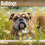 Bulldogs Wall Calendar 2020