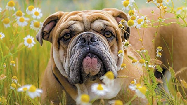 Bulldogs Wall Calendar 2020