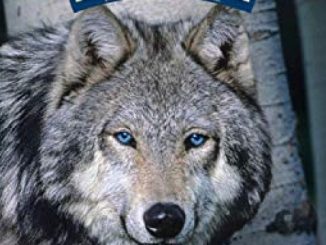 Blue Buffalo Wilderness High Protein Grain Free, Natural Adult Healthy Weight Dry Dog Food, Chicken 24-lb