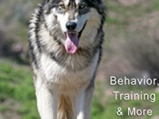 Wolfdogs A-Z: Behavior, Training & More (Wolf Hybrids)