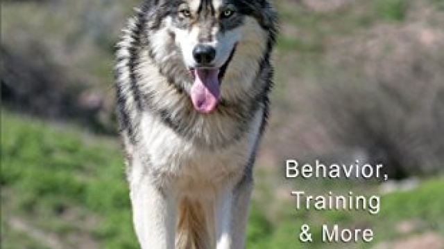 Wolfdogs A-Z: Behavior, Training & More (Wolf Hybrids)