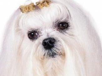 Maltese (Smart Owner’s Guide)