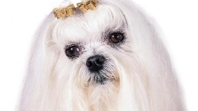 Maltese (Smart Owner’s Guide)